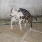 Noah e India - 2 meses